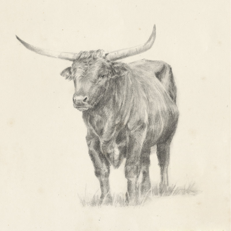 Longhorn Steer Sketch I by Ethan Harper - Wrapped Canvas Print, 122cm H x 122cm W