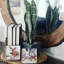 20 "plante faux agave serpent