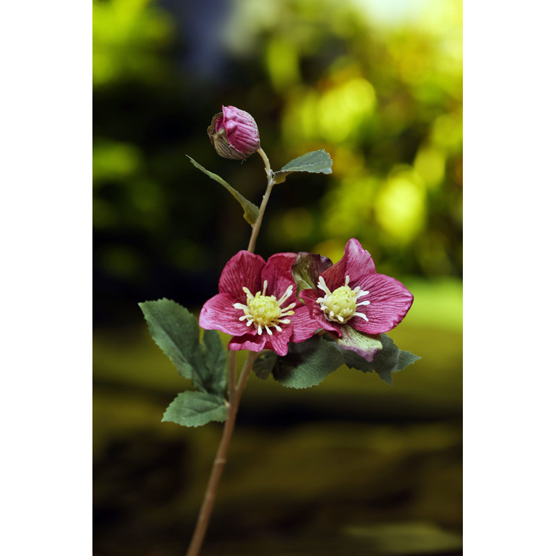 Hellebore with bud, Dark Pink