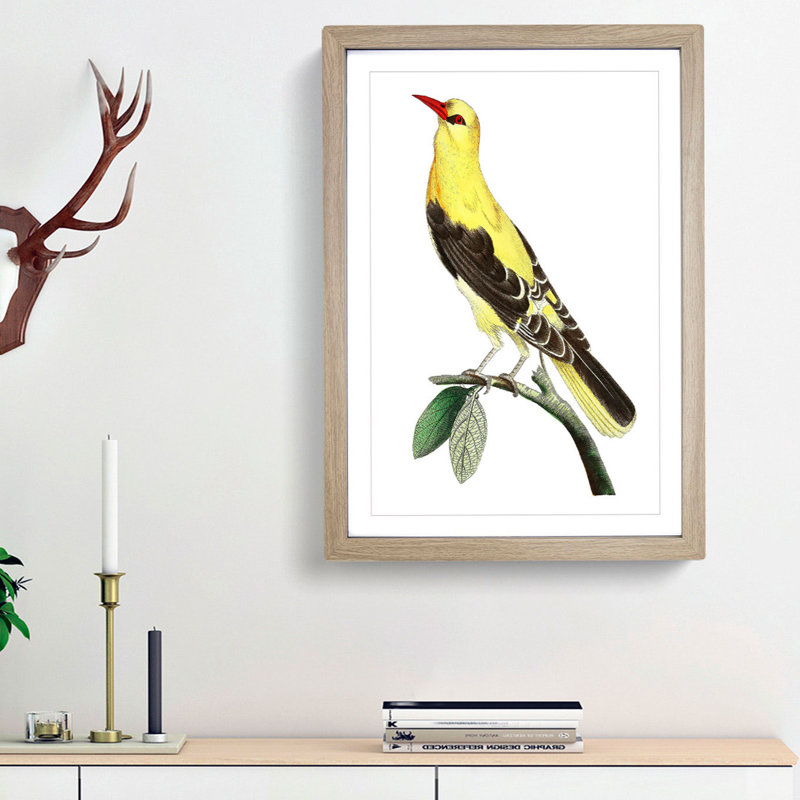 Golden Oriole Bird by George Shaw - Framed Print, 36cm H x 27cm W x 2cm D, Oak Framed