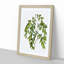 Jujube Fruit Tree Branch by Pierre-Joseph Redoute - Picture Frame Graphic Art Print-55609982-55609980