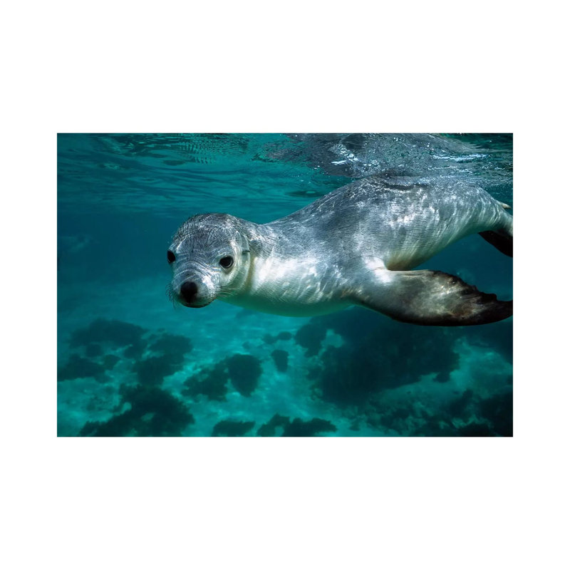 Australian Sea Lion Underwater Portrait, South Australia by Hiroya Minakuchi - Wrapped Canvas Print