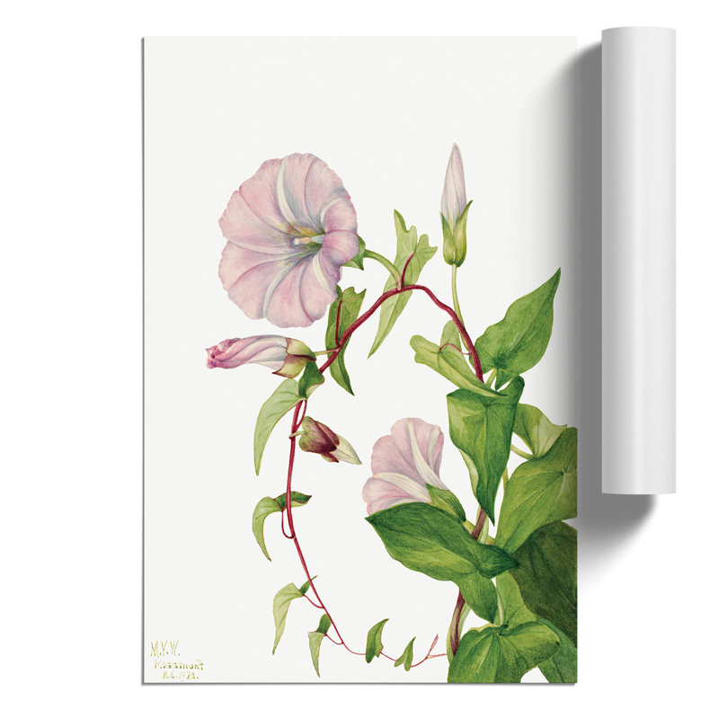 Hedge Bindweed by Mary Vaux Walcott - No Frame Painting, 30cm H x 21cm W x 0.1cm D