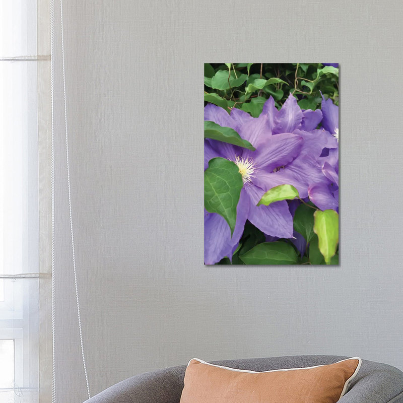 Clematis by Heidi Bannon - Wrapped Canvas Print