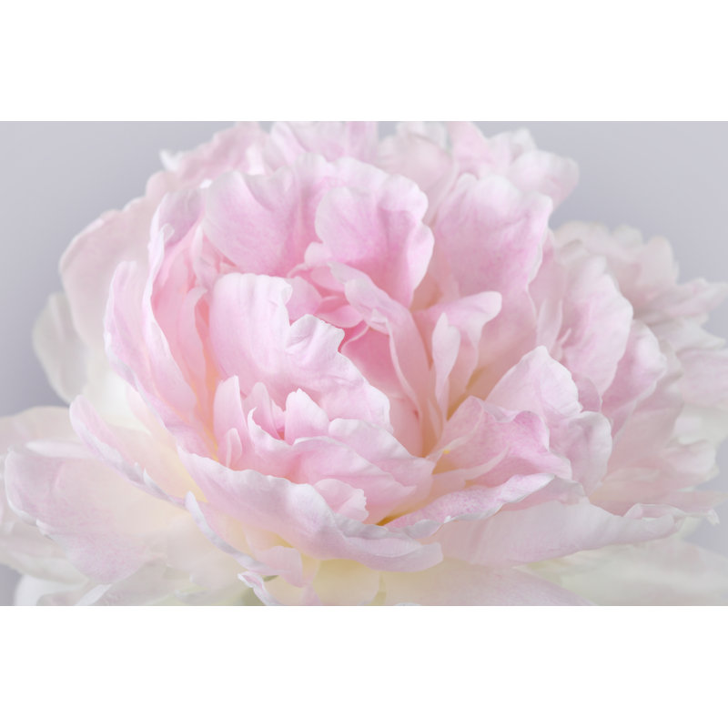Background Pink Peony by Ksenia_Pelevina - Wrapped Canvas Print, 81cm H x 122cm W