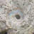 Iridescent Ammonite Fossil-591592083