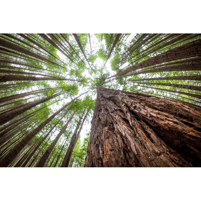 Tall Trees - Wrapped Canvas Print, 30cm H x 46cm W x 3.8cm D