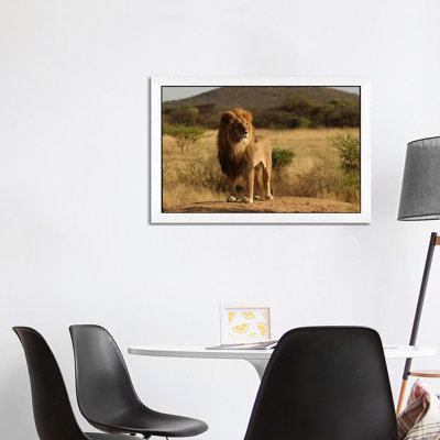 African Lion - Print on Canvas