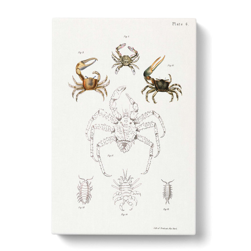 Crabs & Sea Creatures PL. 8 by J.E. De Kay - Wrapped Canvas Painting, 60cm H x 40cm W x 3cm D