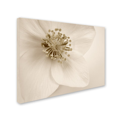« hellebore christmas rose », reproduction de photo sur toile tendue
