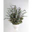 Arrangement de lavande en pot