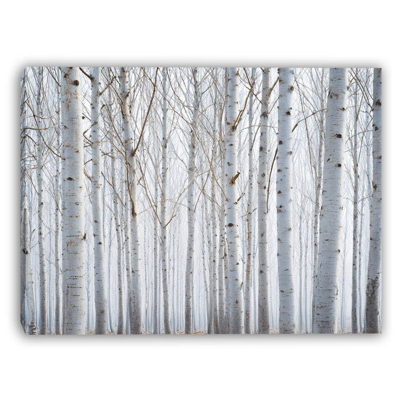 «Endless White Birch Forest», art mural sur toile tendue, H 24 po x l 36 po
