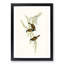 White-Throated Honeyeaters by Elizabeth Gould - Framed Print-55612159-55612166