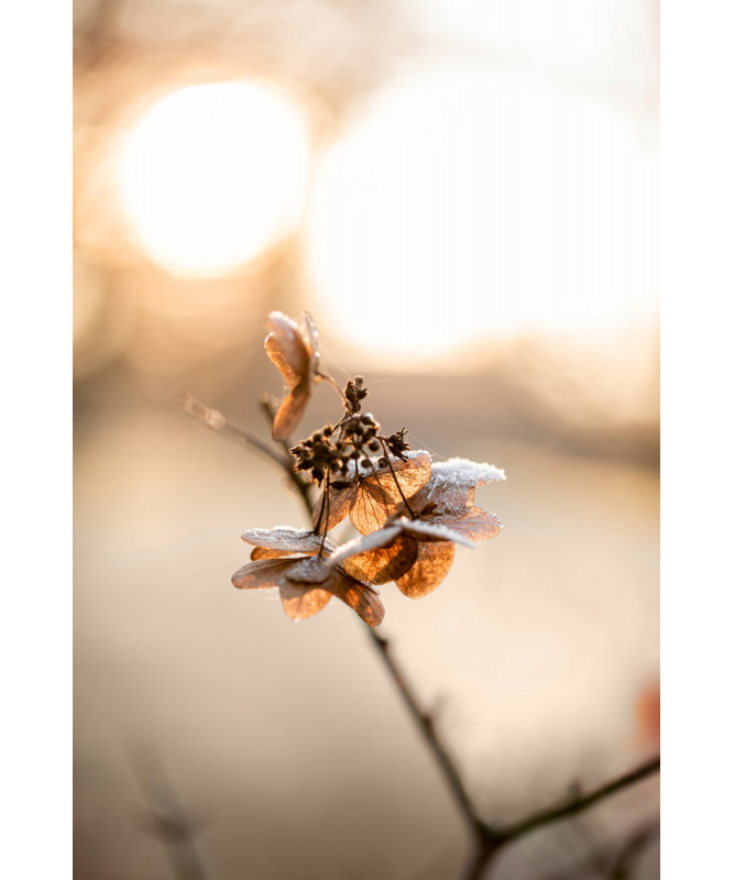 Wrapped Canvas Print, 50.8 cm H x 76.2 cm W