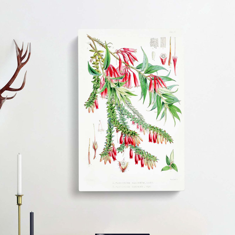 Himalayan Plants XV by W. H. Fitch - Wrapped Canvas Painting Print, 60cm H x 40cm W x 3cm D