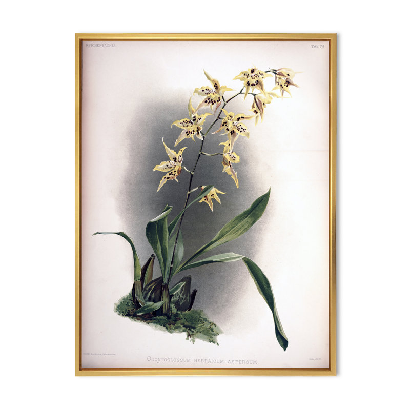 Fleur d'orchidée rétro - peinture sur toile, H 20 po x l 12 po x P 1po, Cadre flottant doré