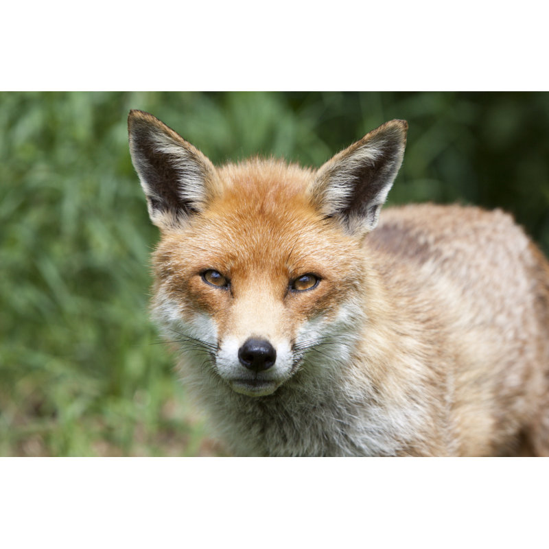 Red Fox In Surrey by Moonstone Images - Wrapped Canvas Print, 81cm H x 122cm W x 3.8cm D