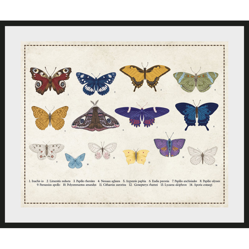 Butterfly - Single Picture Frame Print, 60 cm H x 50 cm W