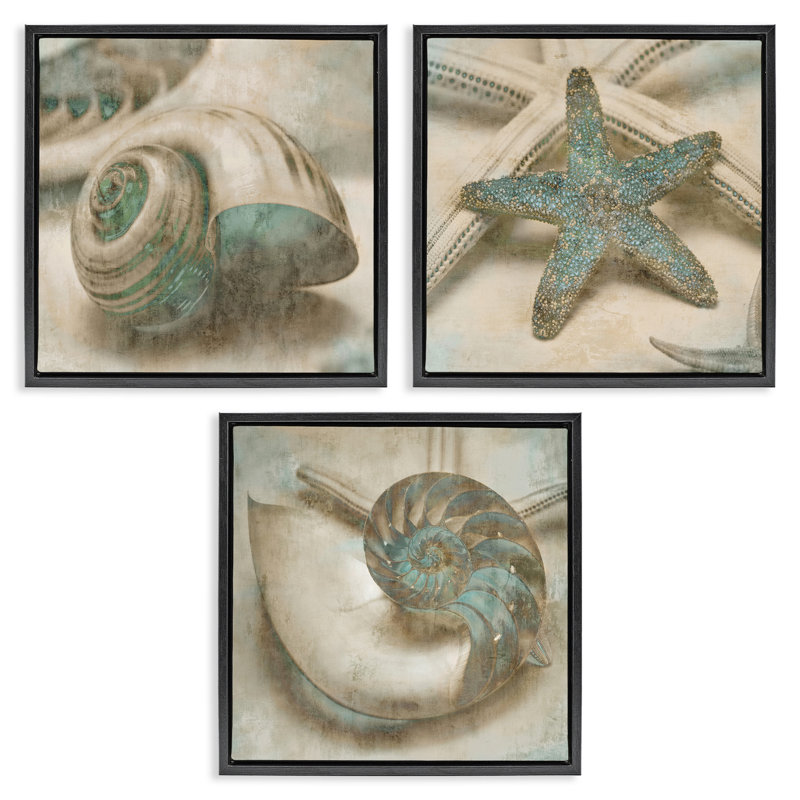 Étoile de mer et coquillages de mer délavés, ensemble de 3 toiles flottantes encadrées par John Seba, H 25 po x l 25 po