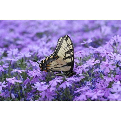 Butterfly On Flowers by Kimmac - Wrapped Canvas Print