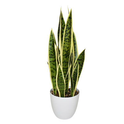 26" Connors Sansevieria Plant in White Pot