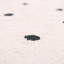 Clukey Hand Tufted Cotton Beige/Black Rug