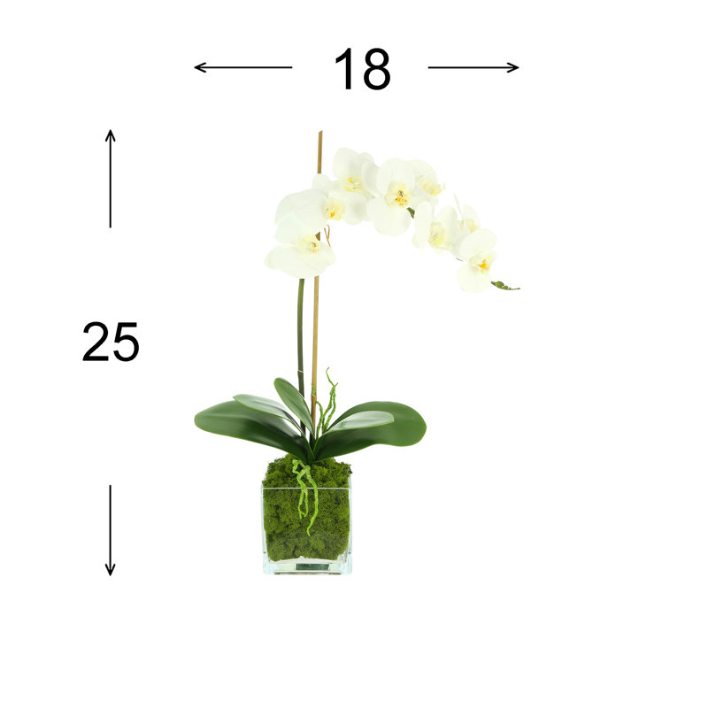 Phalaenopsis In Glass Vase With Moss