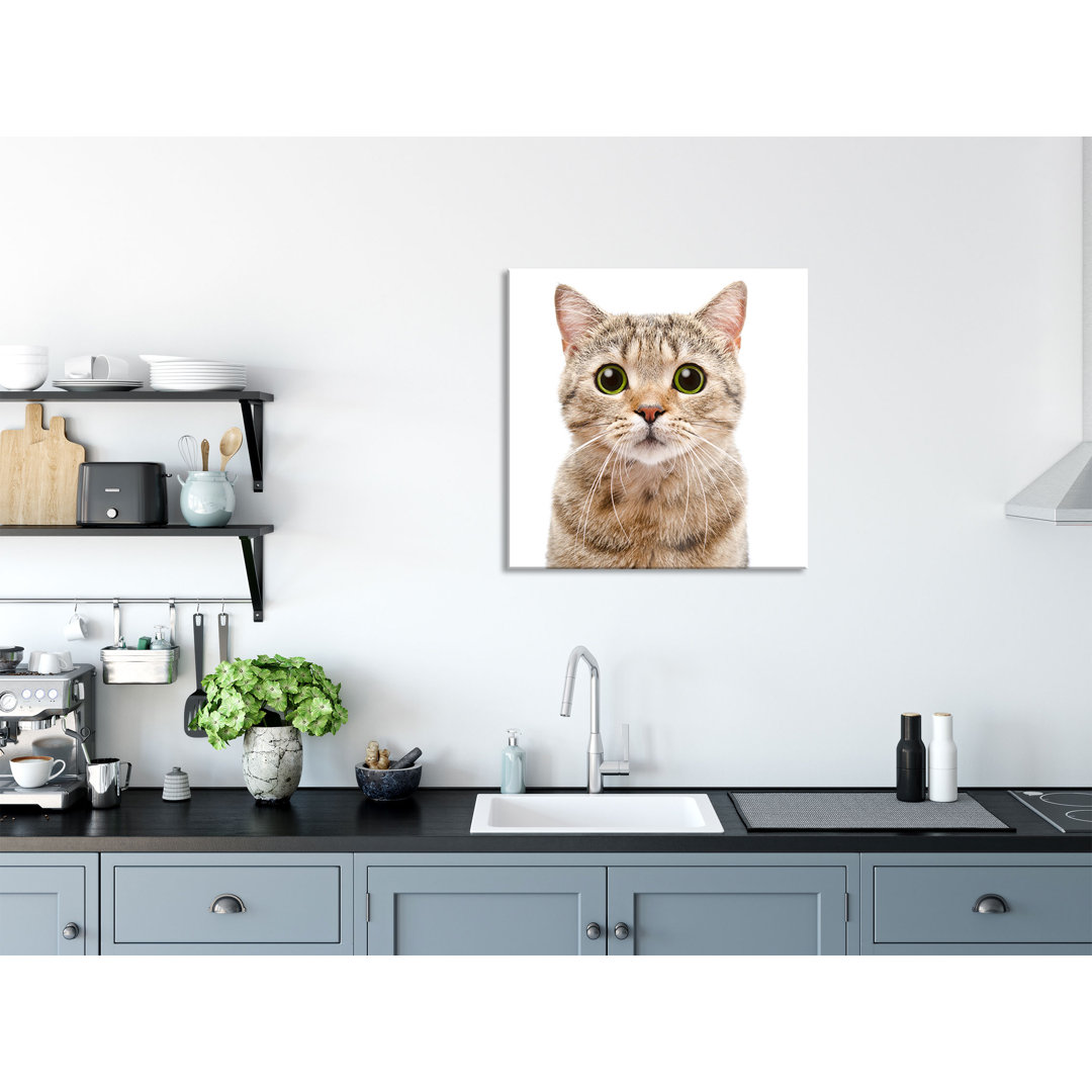 Ungerahmtes Foto auf Glas "Portrait einer schottischen Katze"