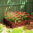 Galvanized Raised Garden Bed, 4' X 4' X 1' Metal Planter Box, For Growing Vegetables, Flowers, Herbs, Succulents, Natural Wood-210988213