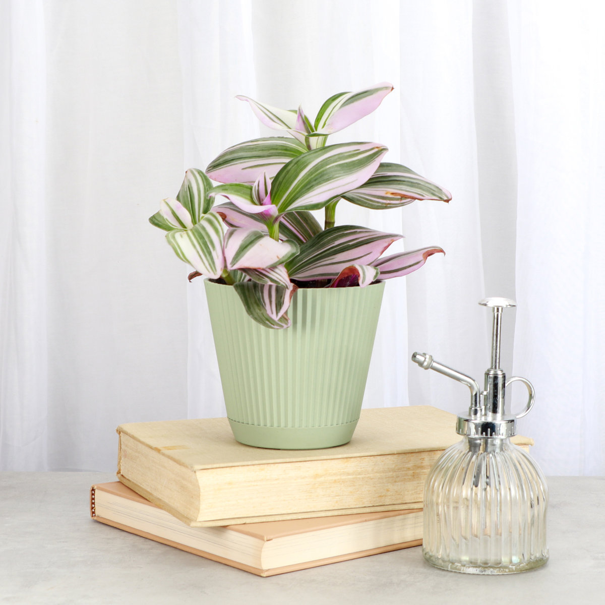 Thorsen's Greenhouse Tradescantia Nanouk Plant - Thumbnail 2