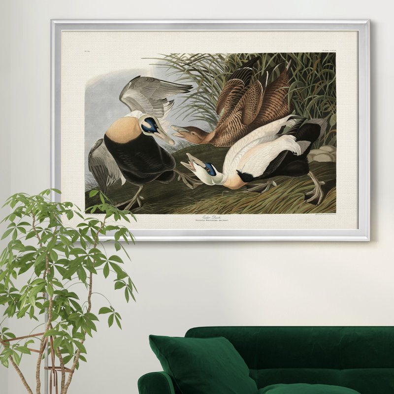 Eider Duck - Reproduction de photo sur toile, Argent, H 30,5 po x l 42,5 po x P 1,5 po