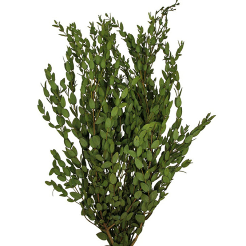 18'' Plant