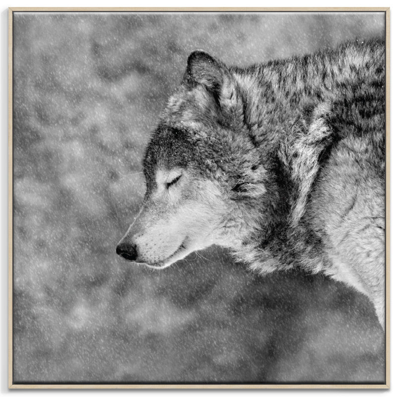 Print on Canvas, Timber, 76cm H x 76cm W
