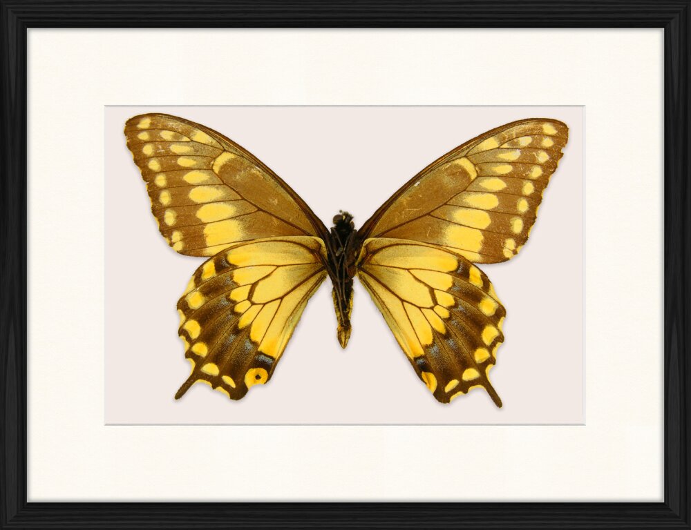 Gerahmtes Poster Schmetterling-Serie 38