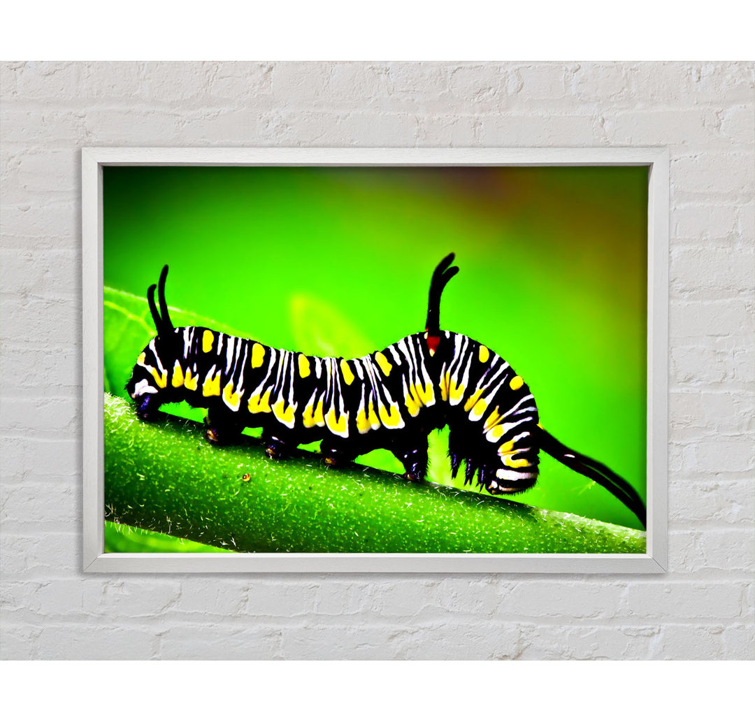 Caterpillar Macro - Einzelner Bilderrahmen Kunstdrucke auf Leinwand