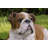 Lying Bulldog