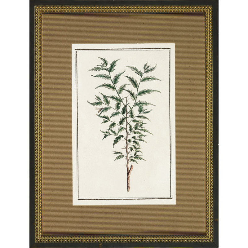 Vintage Botanical Sketch II Print