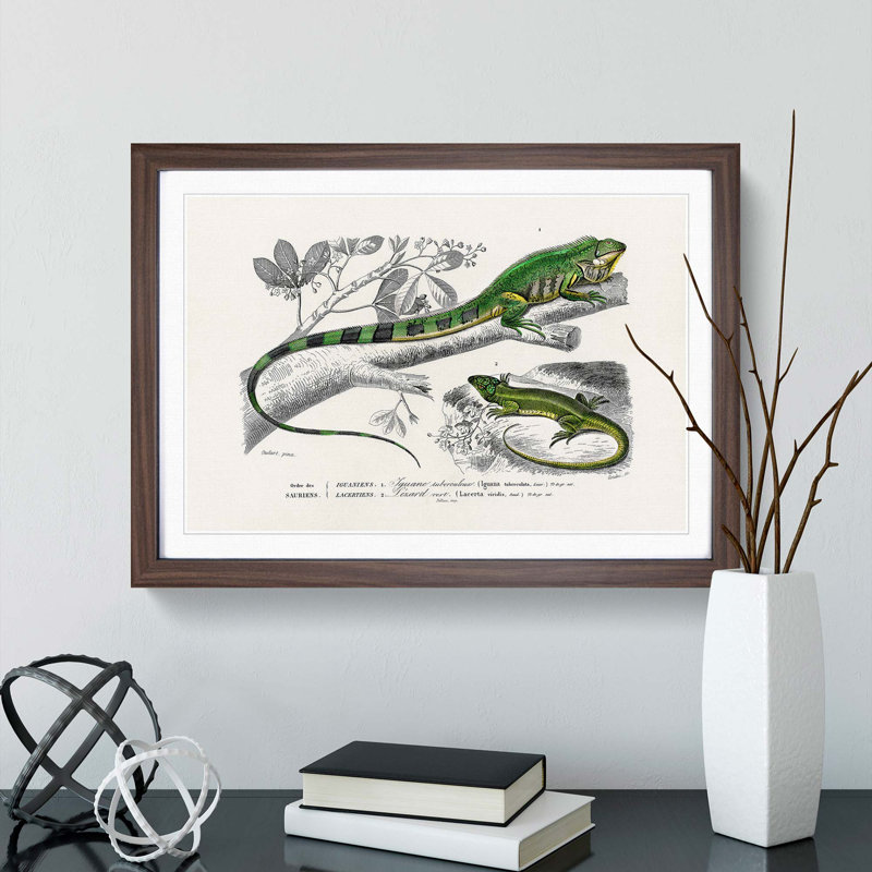 Green Iguana and Lizard by Charles D'Orbigny - Picture Frame Painting Print, 48cm H x 65cm W x 2cm D, Walnut Framed