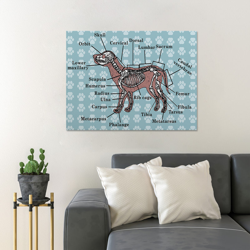 Anatomie d'un chien - 1 pièce, impression rectangulaire, valeur P, ne s'applique pas - impression sur toile tendue