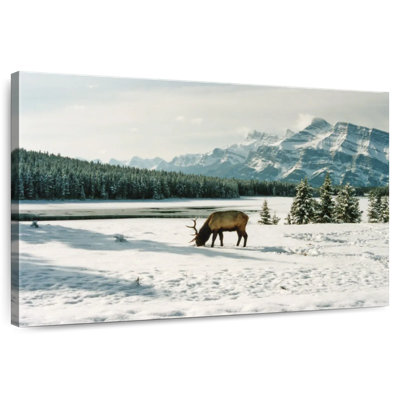 Brampt Banff Bull Elk