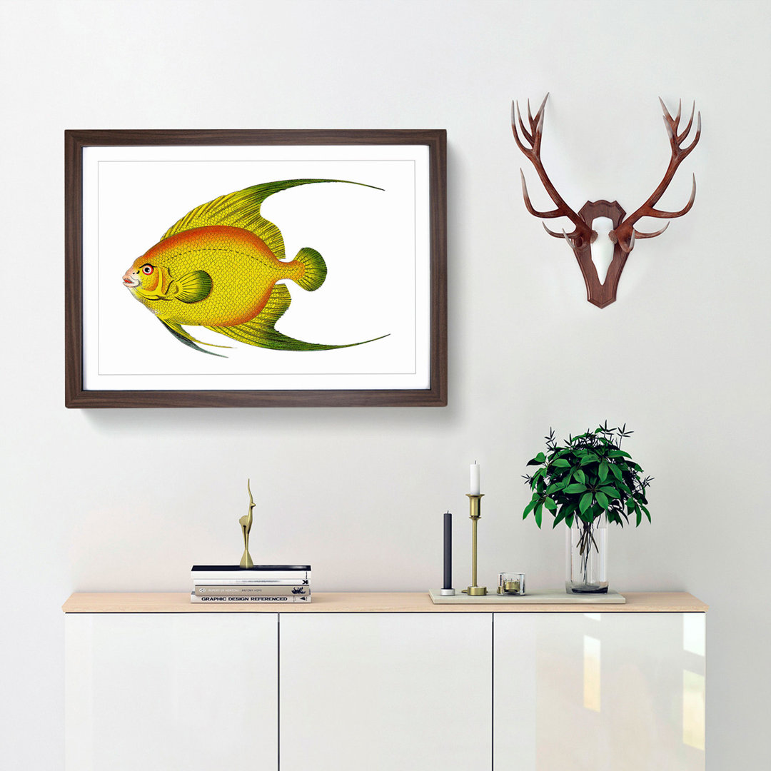 Golden Butterflyfish by George Shaw - Framed Print