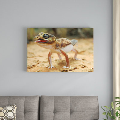 " Knob-Tailed Gecko "