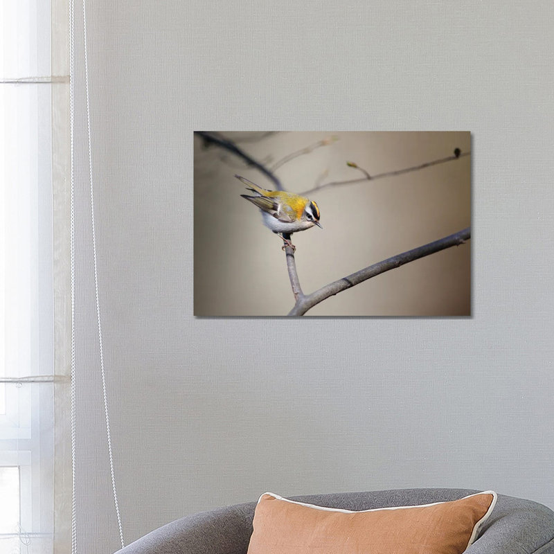 Firecrest 1 Piece Wrapped Canvas Wall Art, 45.72cm H x 66.04cm W x 1.905cm D