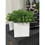 Boxwood Arranged In A Square Pot