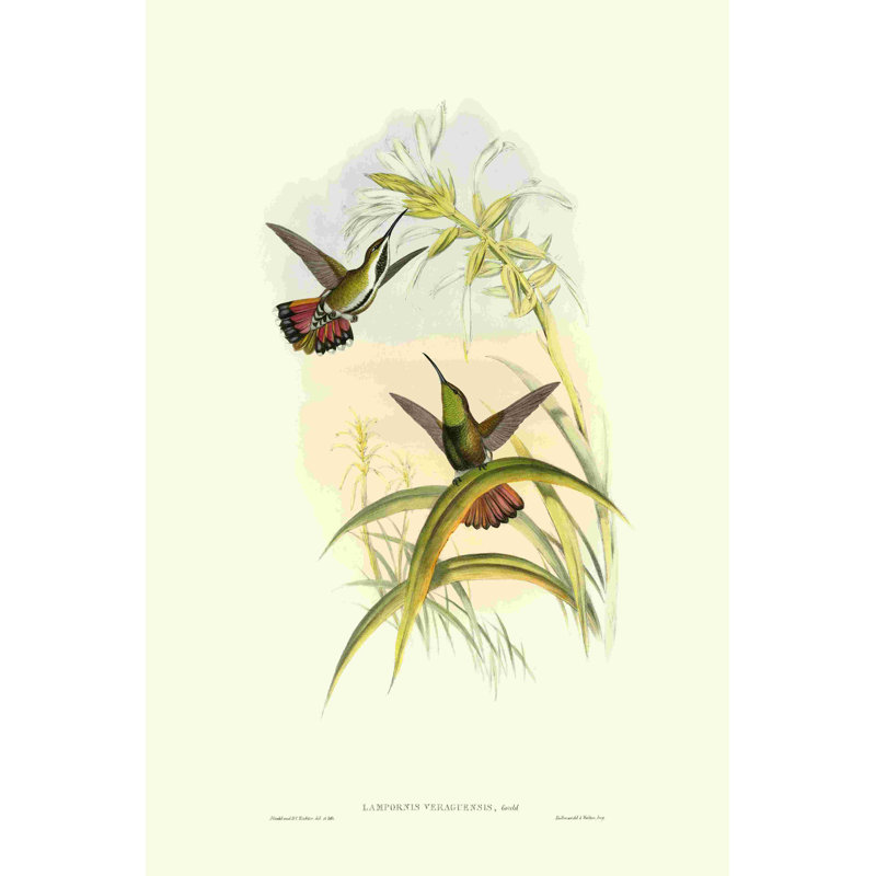 Colibri Gould I, H 18 po x l 12 po
