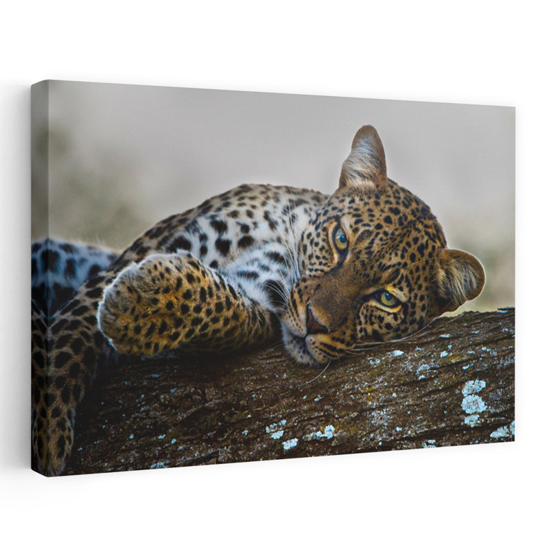 Léopard Panthera Pardus allongé sur un arbre, zone de conservation de Ndutu Nhorongoro, Tanzanie, paysage contemporain abstrait, art naturel