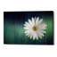 «Wood Series: A Daisy», art mural sur toile-24714589