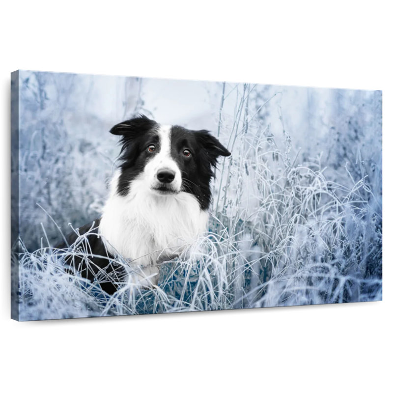 Border collie d'hiver, H 8 po x l 12 po