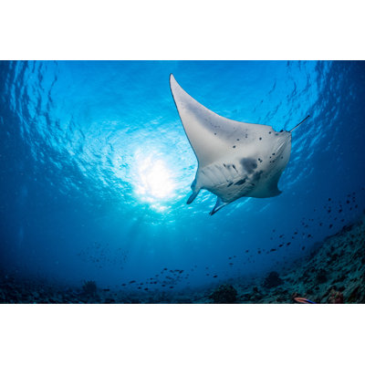 Manta In The Blue Background