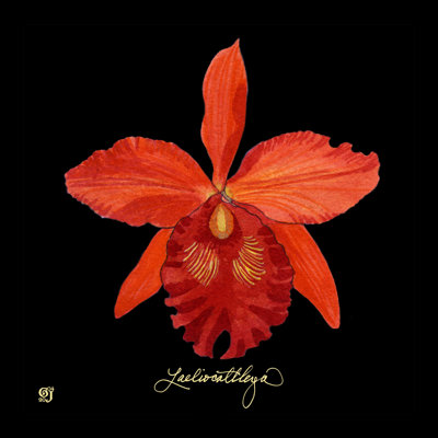 Orchidée vivante